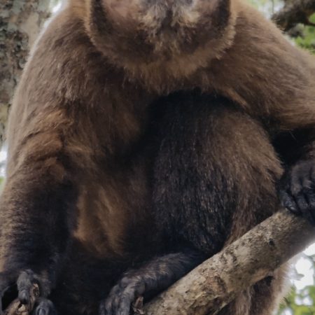 capuchin monkey