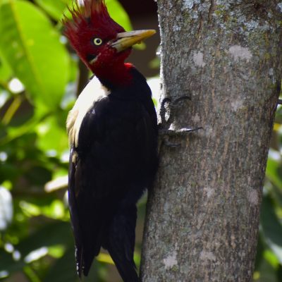 campephilus leucopogon