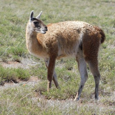 Guanaco