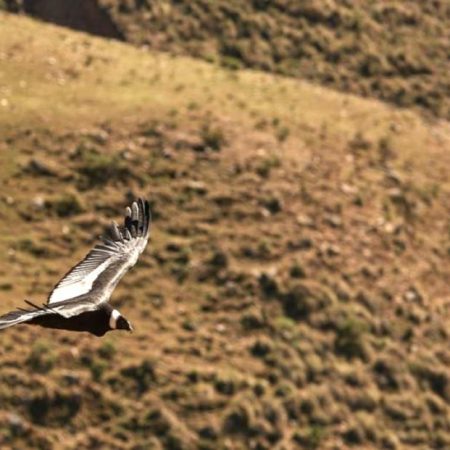 Dibujo sin título(2)