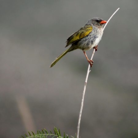 Embernagra platensis 2