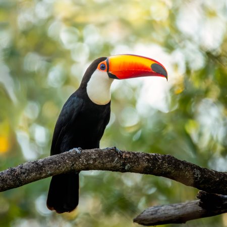 toco toucan