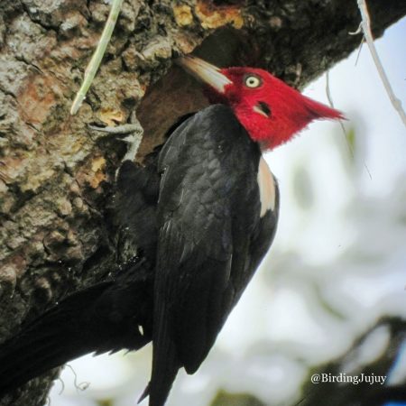 campephilus leucopogon