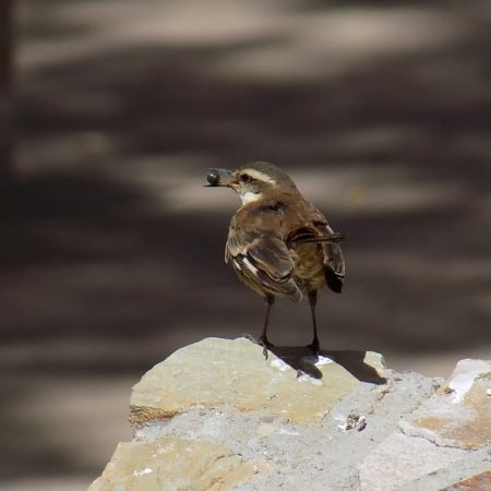 cinclodes albiventris...