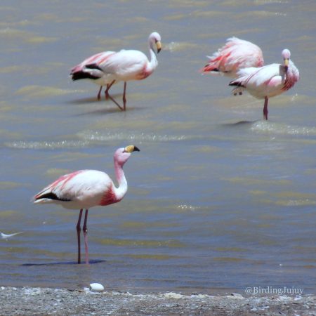 phoenicoparrus jamesi 2