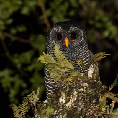 strix huhula