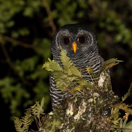 strix huhula