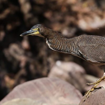 tigrisoma fasciatum