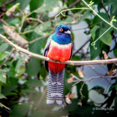 trogon curucui