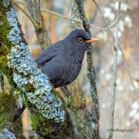 turdus chiguanco